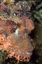 Scorpion fish,the brothers. by Derek Haslam 